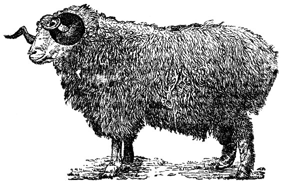 Рис. 12. Баран № 3/16226, тушинской породы. Рождения 1935 г. с. Настриг шерсти 5,1 килограмма. Живой вес 90 килограммов.На Всесоюзной сельскохозяйственной выставке 1940 г. барану присужден аттестат 1-й степени