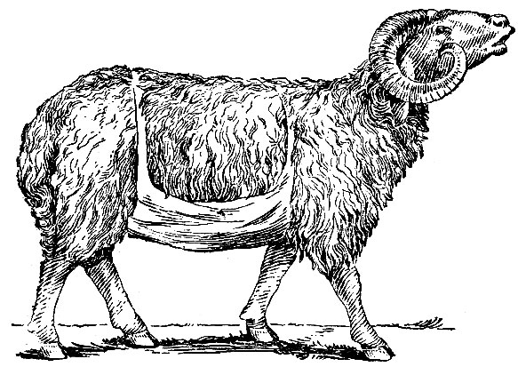 Рис. 13. Баран-пробник