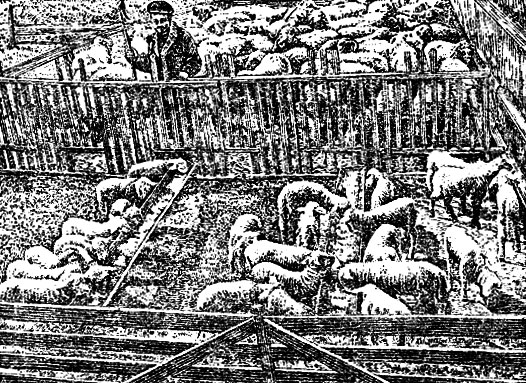 Рис. 20. Подкормка ягнят концентратами