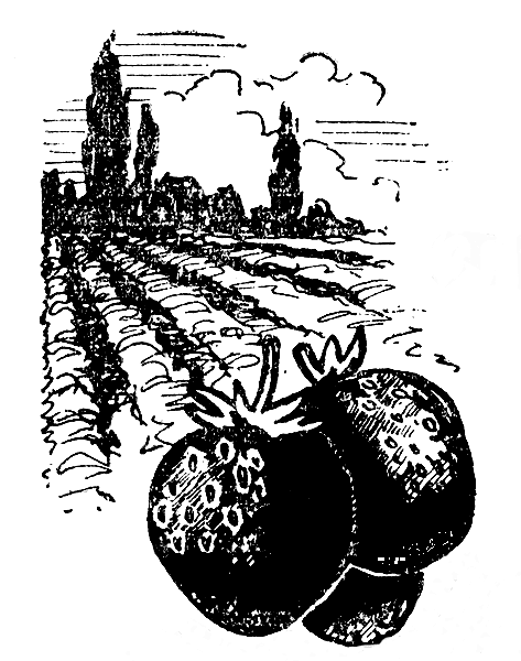 Ягодные культуры на Кубани