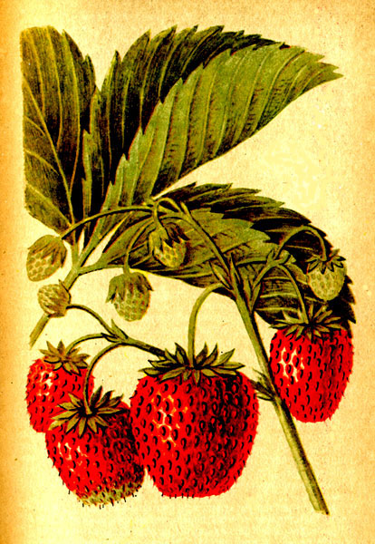 Земляника сорта Чернобривка