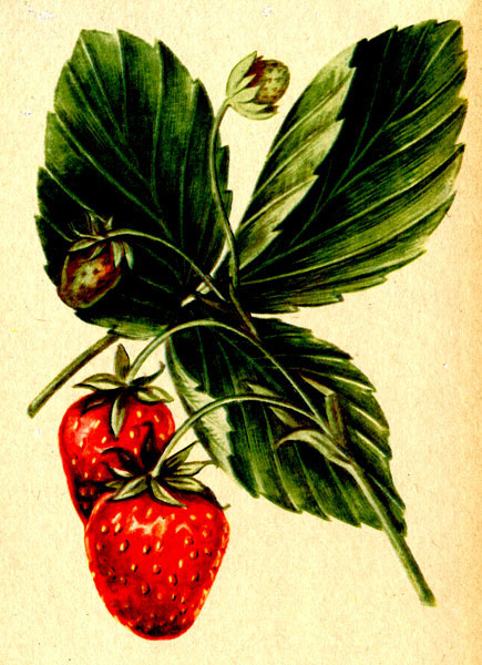 Земляника сорта Адагумская