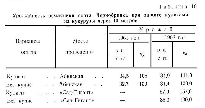 Таблица 10. Урожайность земляники сорта Чернобривка при защите кулисами из кукурузы через 10 метров
