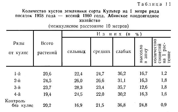 Таблица 11. Количество кустов земляники сорта Кульвер на 1 метре ряда посадок 1958 года - весной 1960 года. Абинское плодоягодное хозяйство