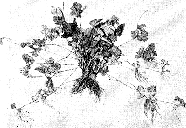 Размножение земляники усами