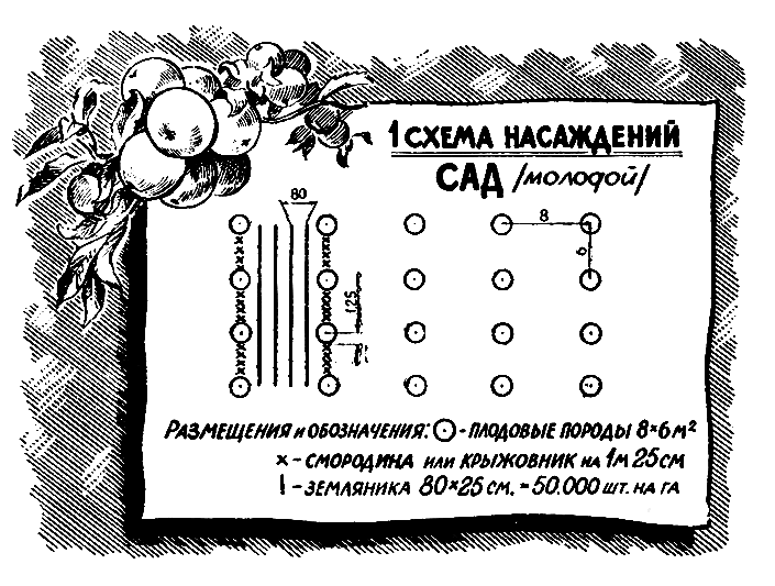 1 схема насаждений. Сад