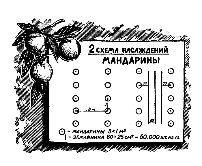 2 схема насаждений. Мандарины