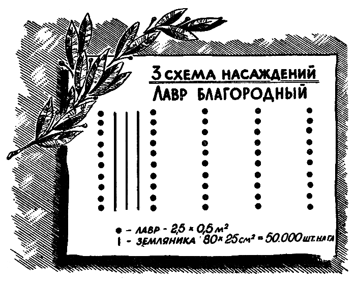 3 схема насаждений. Лавр Благородный