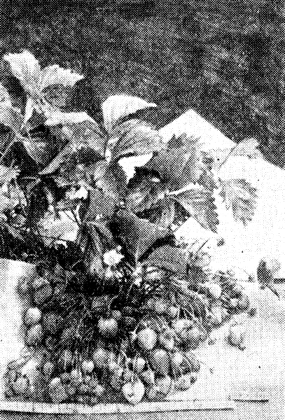 Первое плодоношение земляники сорта Сочинская ранняя