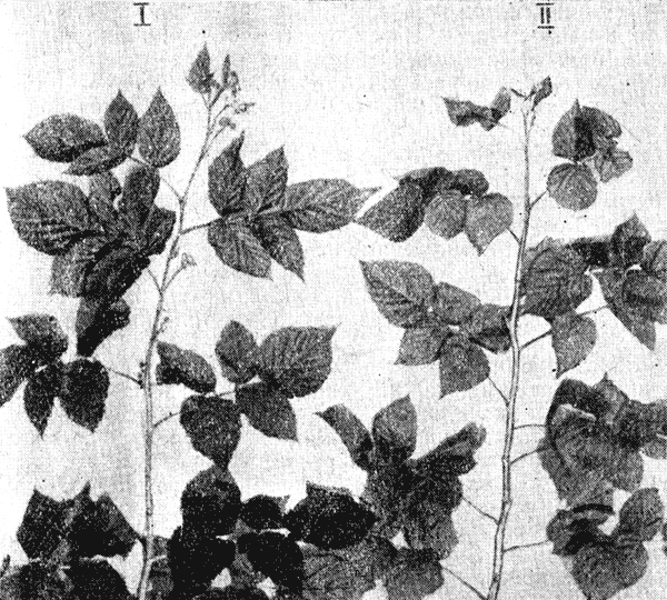 I - однолетний побег малины ремонтантного сорта. II - однолетний побег малины неремонтантного сорта