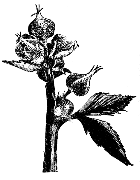 Цветочные бутоны малины