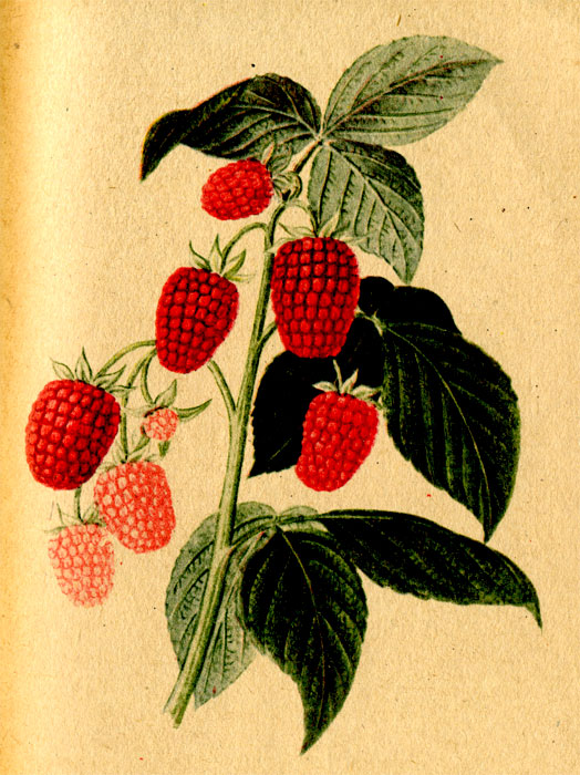 Малина сорта Английская