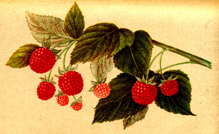 Малина сорта Турнер