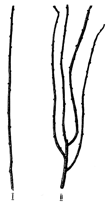 Результаты прищипывания зеленых побегов малины в мае: I-побег осенью, не подвергавшийся прищипке в мае; II-побег осенью, подвергшийся прищипке в мае.