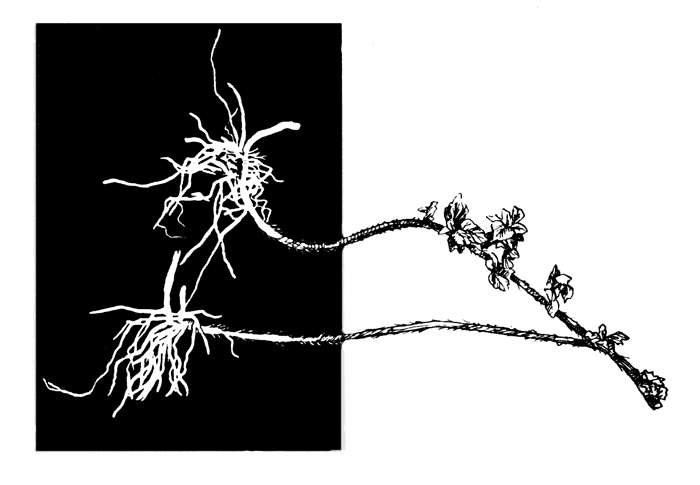 Размножение отобранных форм ежевики верхушечными отводками (пульпами)