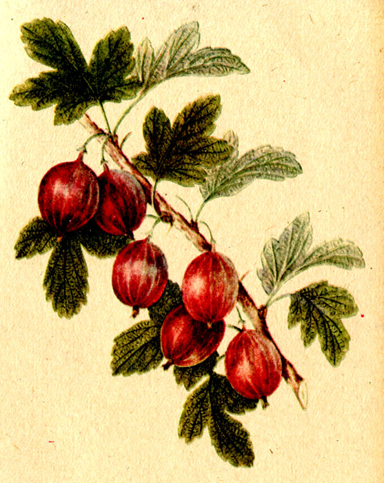 Крыжовник сорта Финик