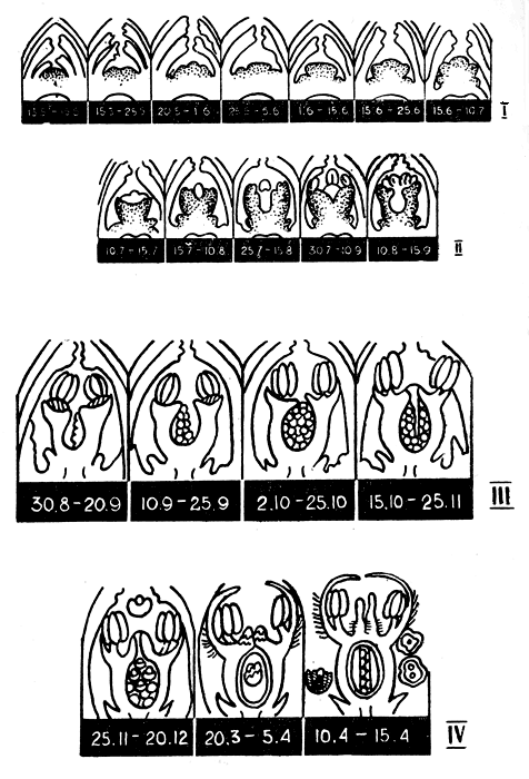 Фазы развития генеративных почек крыжовника: I - появление и дифференциация генеративного бугорка; II - начало формирования элементов цветка; III - первичное оформление всех элементов зачатка цветка; IV - фаза дифференциации архиспориальной ткани и окончательное оформление всех элементов цветка