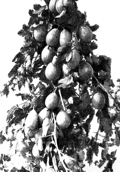 Урожай крыжовника сорта Зеленый бутылочный на однолетних приростах трехлетней ветви. Фото Е. К. Киртбая.