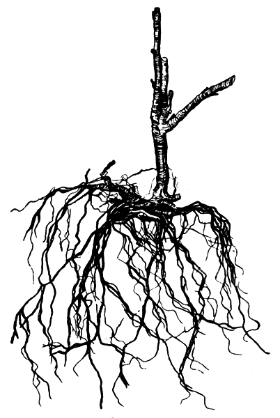 Двухлетний саженец крыжовника