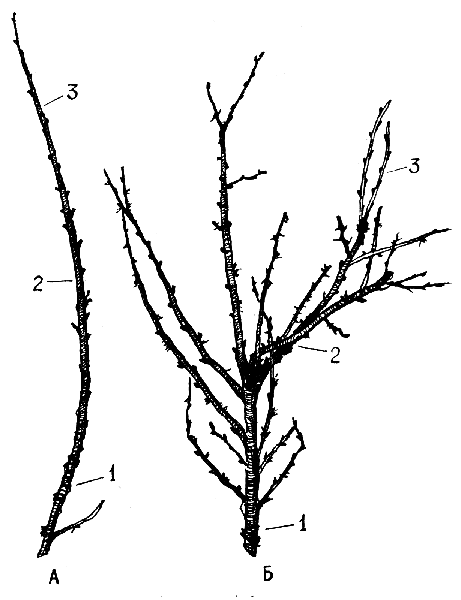 Трехлетняя ветвь крыжовника: а) без укорачивания; б) после укорачивания. 1 - трехлетняя древесина; 2 - двухлетняя древесина; 3 - однолетние приросты 
