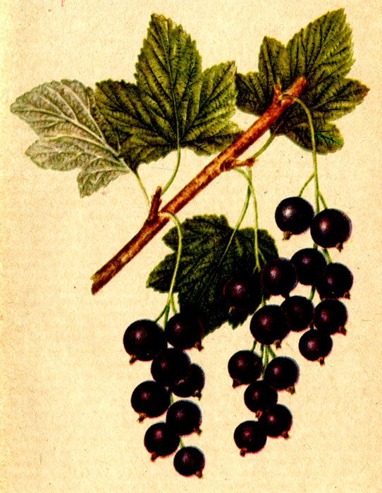 Смородина сорта Боскопский великан