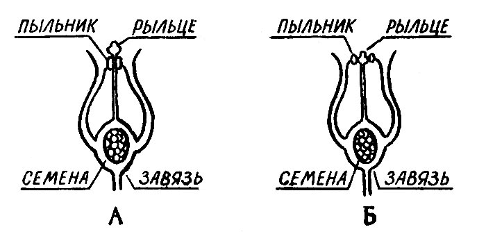 Цветки черной смородины. А — рыльце выступает над пыльниками, самоопыление затруднено, что неблагоприятно отражается на урожае. Б — рыльце и пыльники на одном уровне, что облегчает самоопыление, а следовательно, и завязывание плодов (по Шумейкеру). 