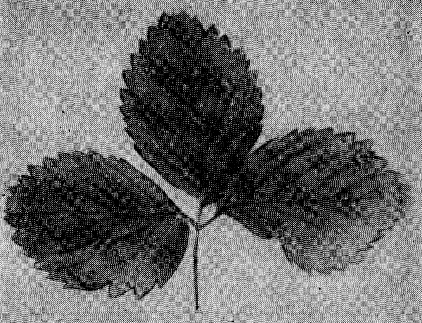 Листья земляники, пораженные белой пятнистостью 