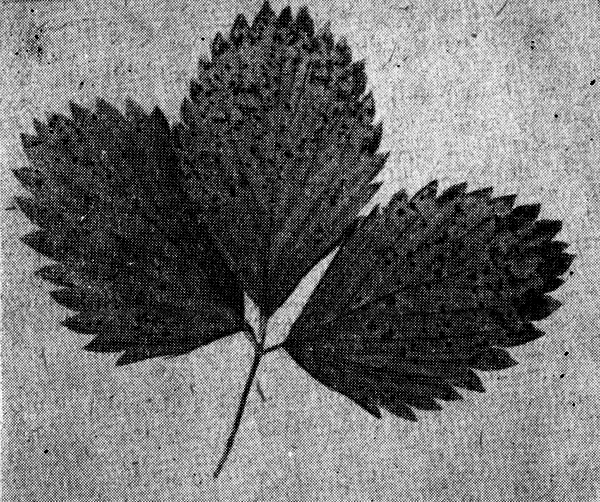 Листья земляники, пораженные бурой пятнистостью 