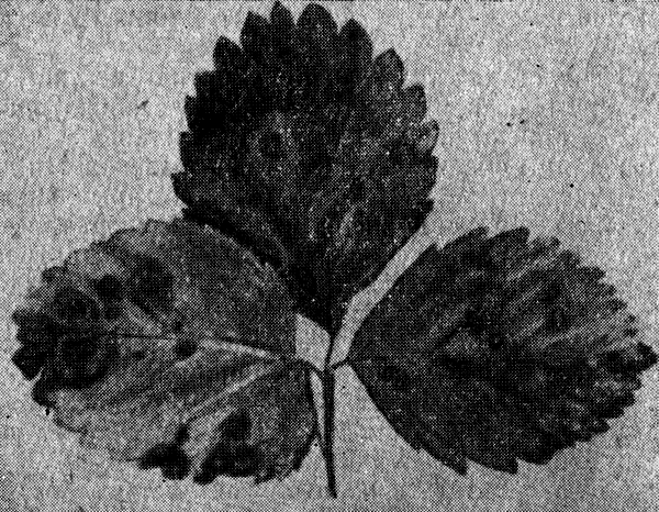 Листья земляники, пораженные угловатой пятнистостью