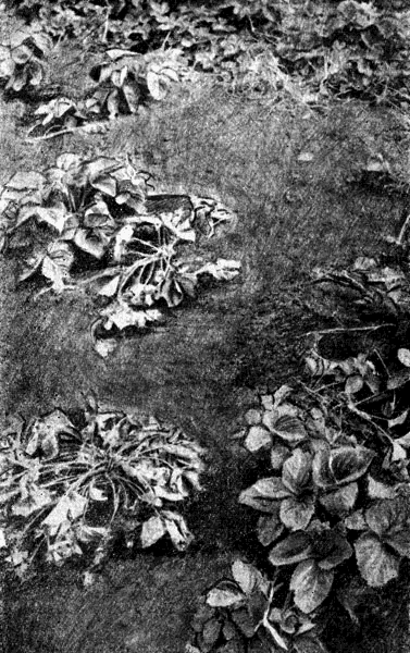 Фитофтороз земляники