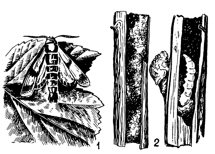 Смородина стеклянница (по Савздарпу). 1 - бабочка на листе смородины; 2 - гусеница внутри стебля