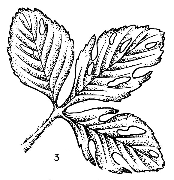 3 — лист, поврежденный пилильщиком 