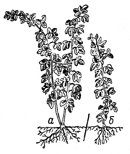  Рис. 26. Размножение малины корневыми отпрысками: а — маточное растение; б — корневой отпрыск (чертой показано место отделения укоренившегося отпрыска от маточного куста)