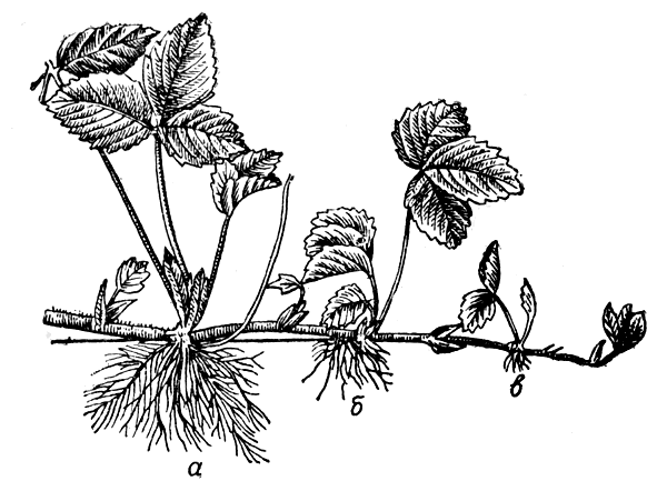  Рис. 28. Размножение земляники: а — маточное растение; б, в и г — молодые укоренившиеся на плетях растения, которые отделяют для посадки 