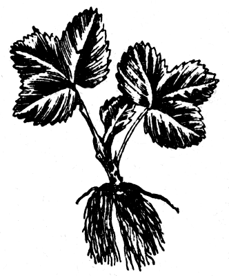 Рис. 29. Подготовленная к посадке рассада земляники 