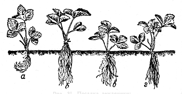  Рис. 31. Посадка земляники: неправильная: а — корни при посадке загнуты вверх; б — корни не засыпаны почвой, оголены; е - почка саженца заглублена в почву. Правильная: г — почка расположена на уровне поверхности почвы 