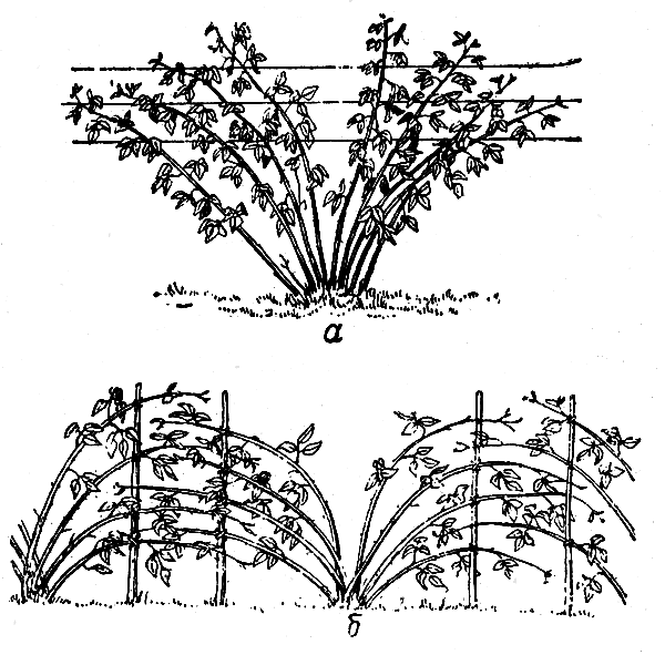 Рис. 32. Способы подвязки побегов малины: а — шпалерный; б — веерный