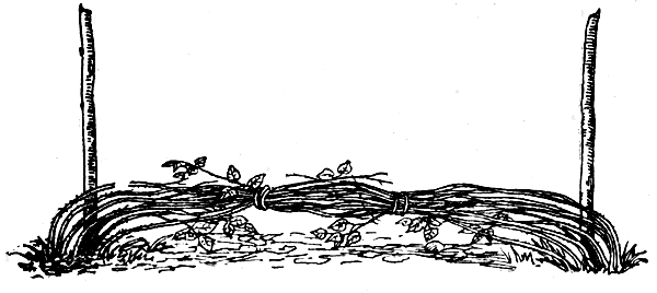 Рис. 33. Пригибание побегов малины на зиму 