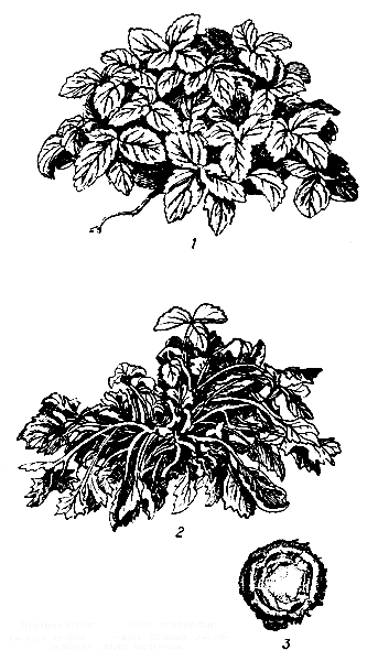 Вертициллезное увядание земляники: 1 — куст здоровый, 2 — куст больной, 3 — поперечный разрез корневища