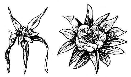 Цветки земляники, пораженной позеленением лепестков 