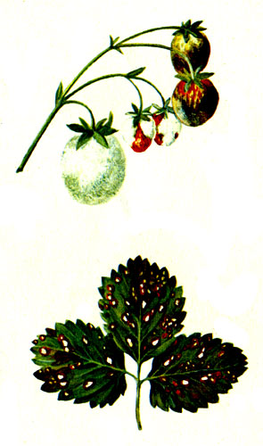 Серая гниль (сверху) и белая пятнистость листьев земляники