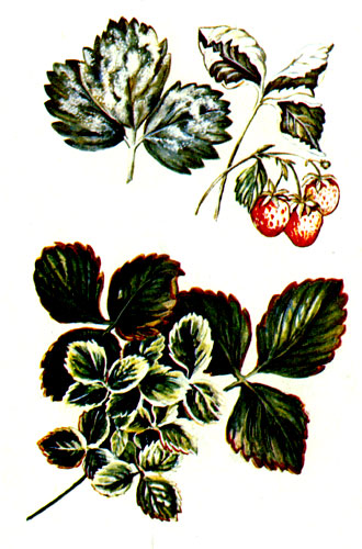 Мучнистая роса (сверху) и ксантоз земляники