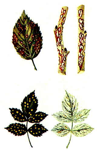 Антракноз (сверху) и ржавчина малины