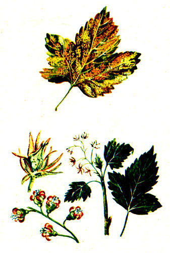 Столбчатая ржавчина (сверху) и махровость черной смородины