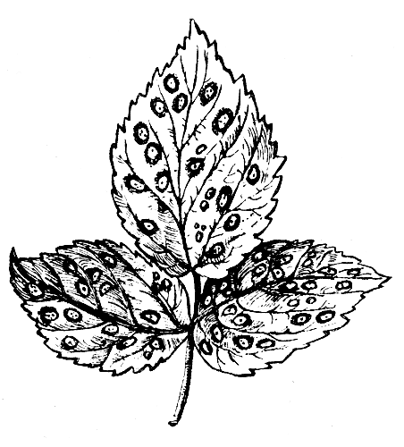 Септориоз малины