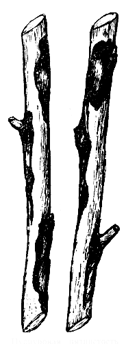 Пурпуровая пятнистость малины