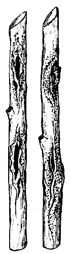 Язвенная пятнистость стеблей малины