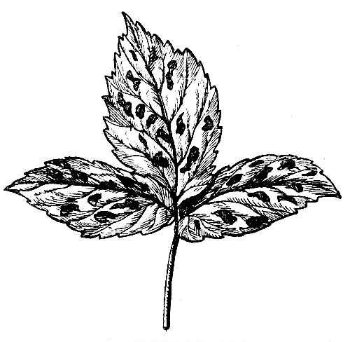 Осенняя пятнистость малины