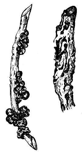 Стеблевой бактериальный рак малины