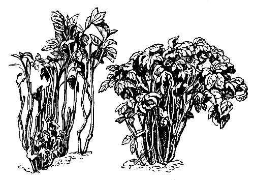 Вирусное израстание малины 